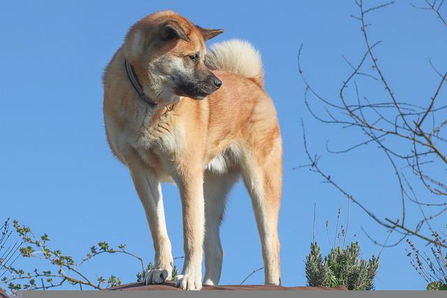 akita hlídá